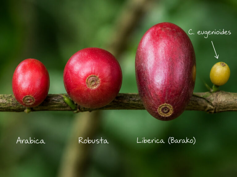 Discover the World’s Most Commonly Cultivated Coffee Species
