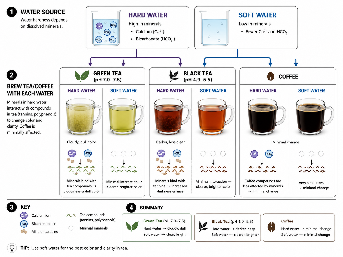 Diagram comparing how brewing water pH and minerals affect tea versus coffee acidity.