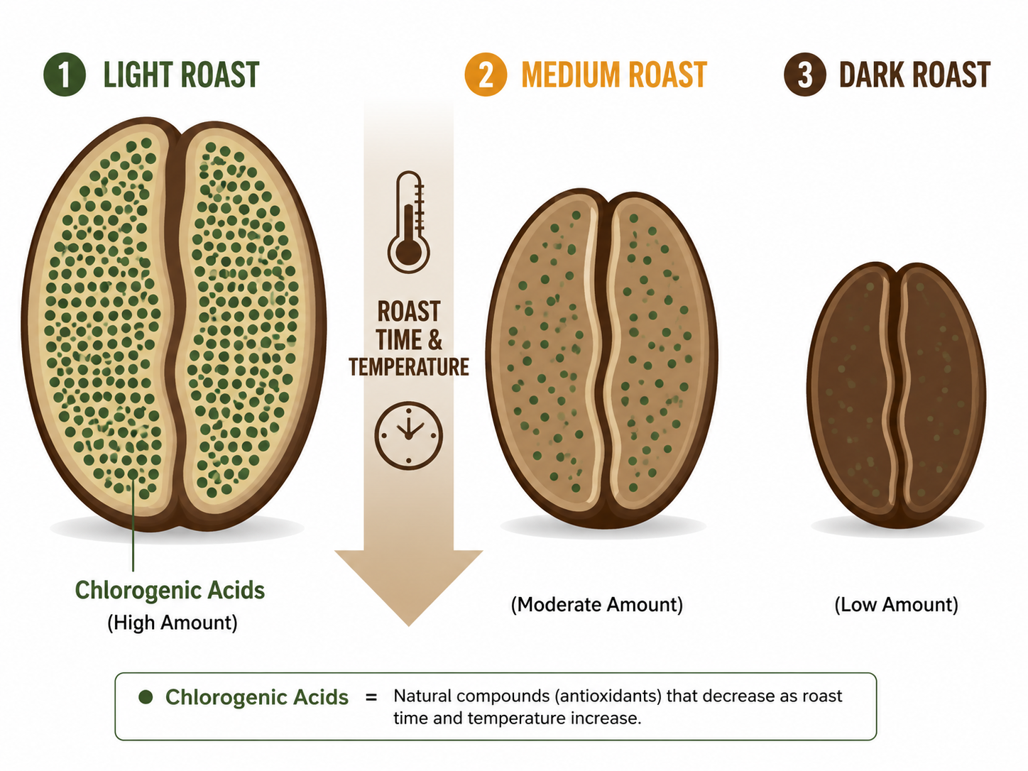 Diagram comparing chlorogenic acid levels in light, medium, and dark roast coffee beans.