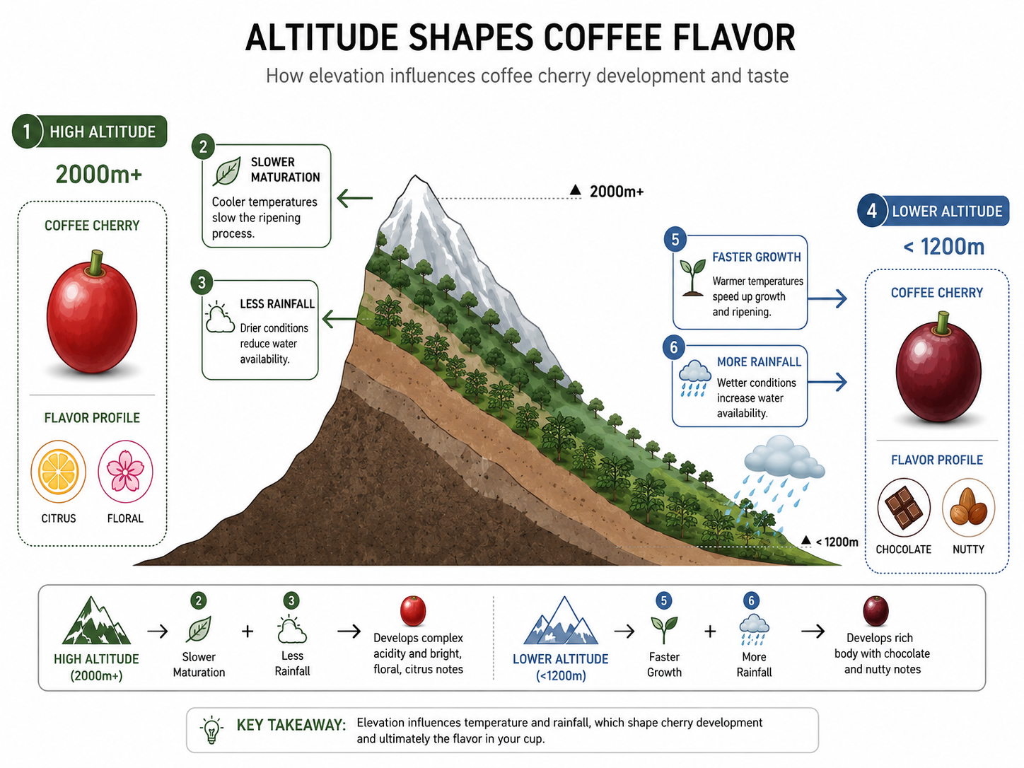 Diagram comparing how altitude and rainfall shape coffee flavor profiles and terroir.