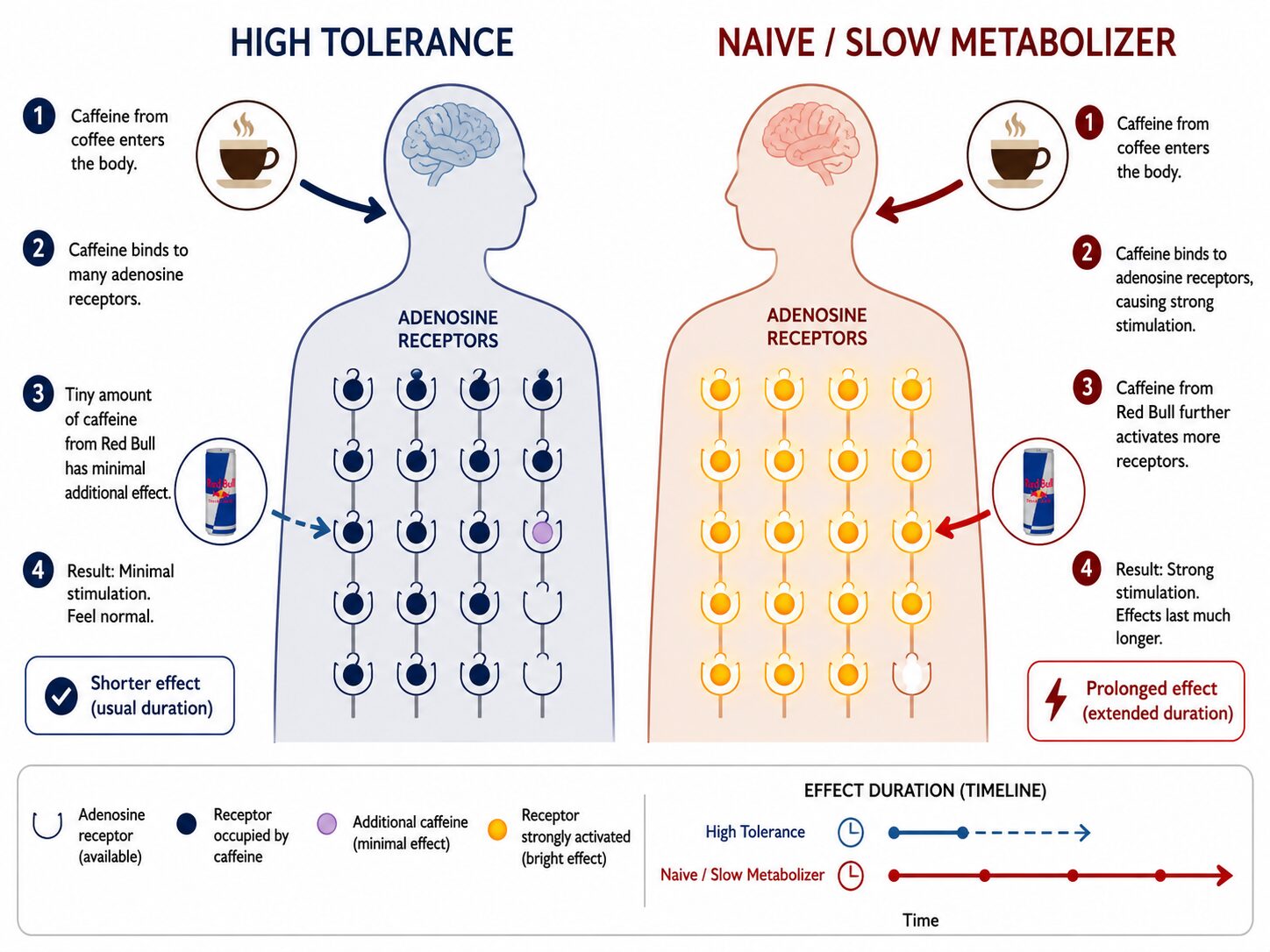 Diagram comparing caffeine tolerance and metabolism for coffee versus Red Bull
