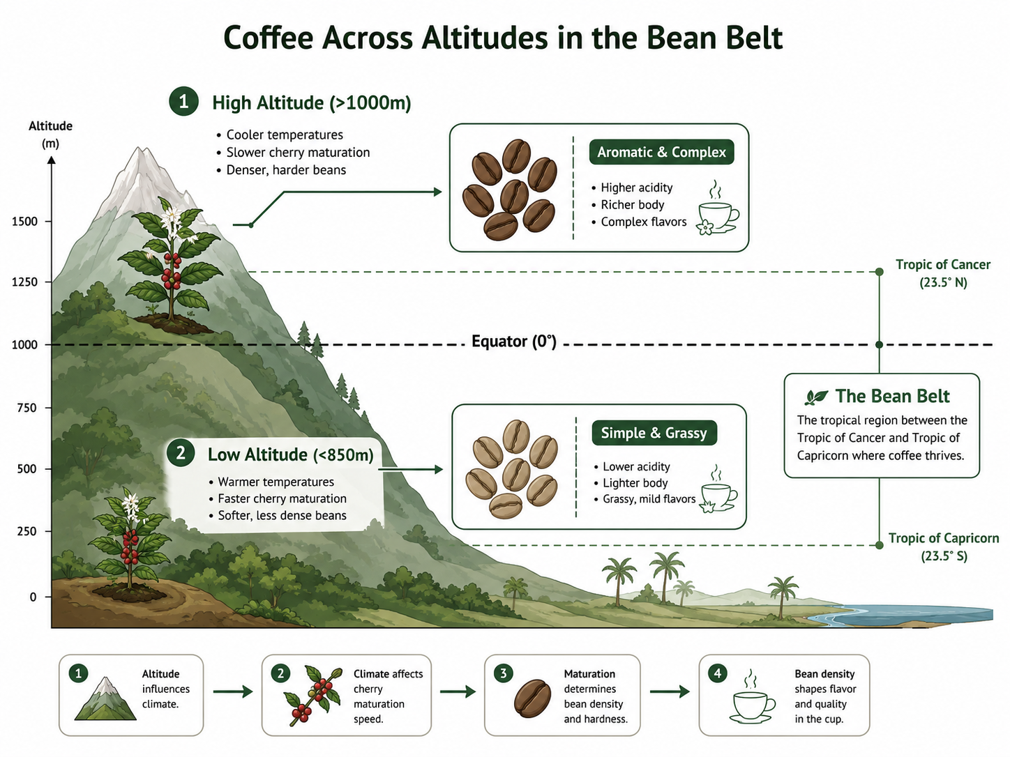Diagram comparing high and low altitude coffee cultivation in the Bean Belt.