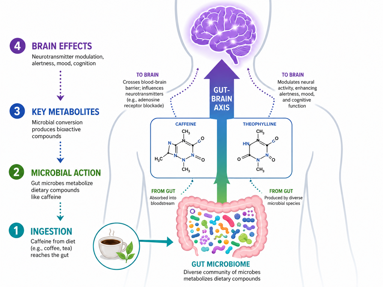 Diagram of coffee's gut-brain axis linking microbiome metabolites to brain function