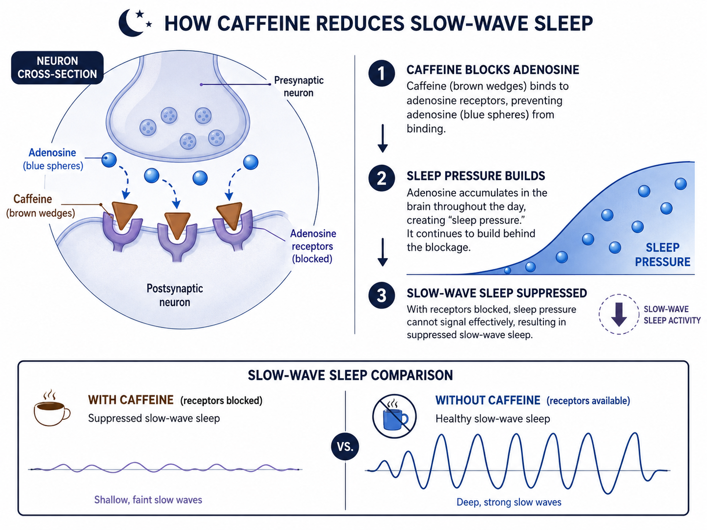 Caffeine blocking adenosine receptors in the brain, disrupting deep sleep architecture.