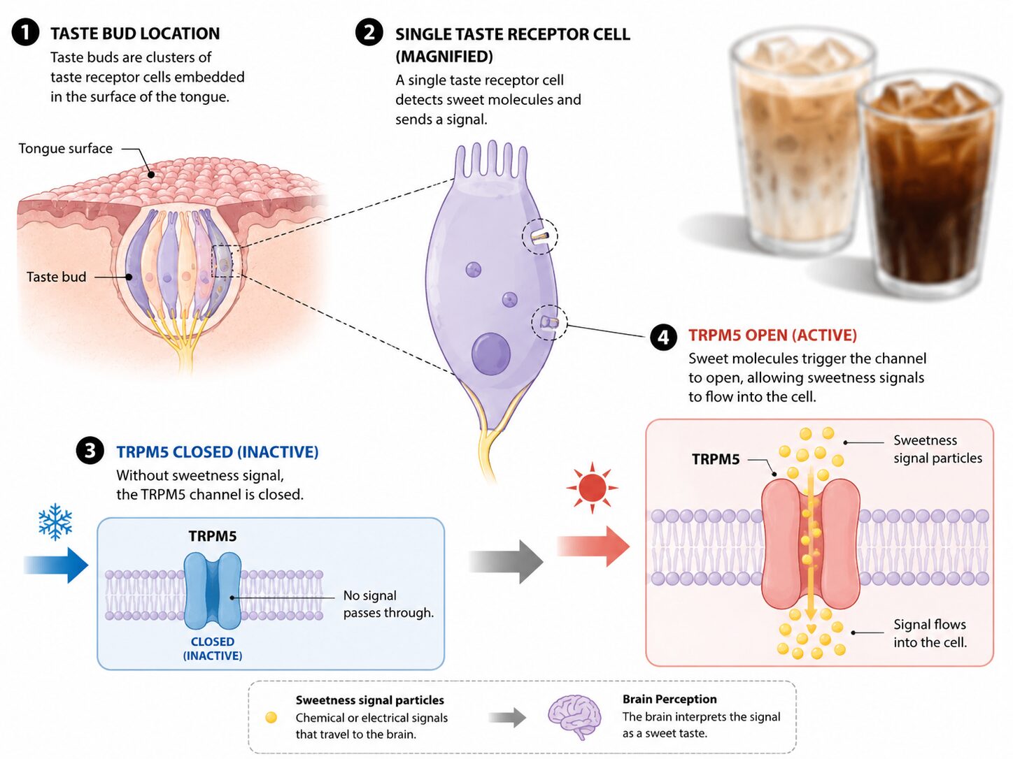 Diagram of TRPM5 taste receptor sensitivity to temperature in sweet perception.