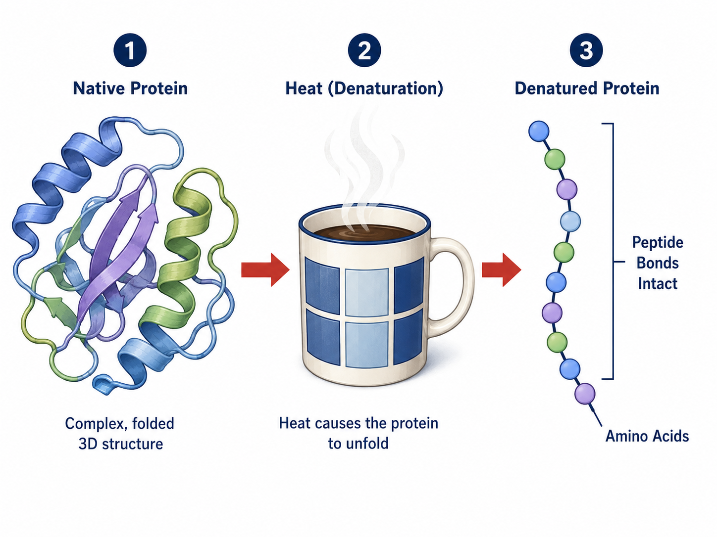 Diagram showing protein denaturation in hot coffee, peptide bonds remain unbroken.
